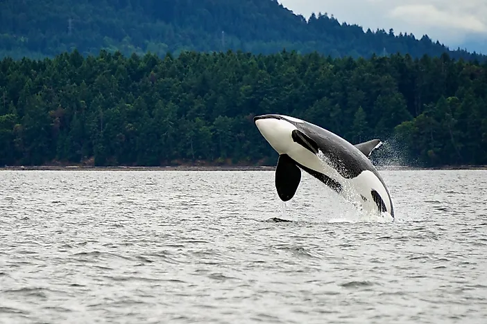 A killer whale on the west coast of Canada. A killer whale on the west coast of Canada.