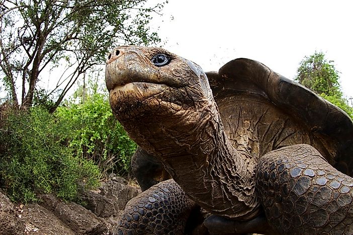 #10 Giant Galapagos Tortoise