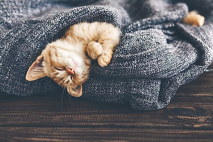How Many Cats Are There in the World?