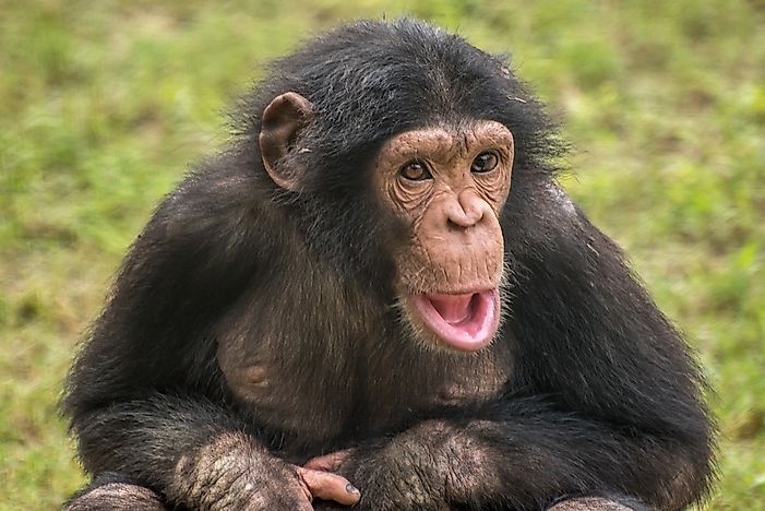 A baby chimpanzee. A baby chimpanzee.
