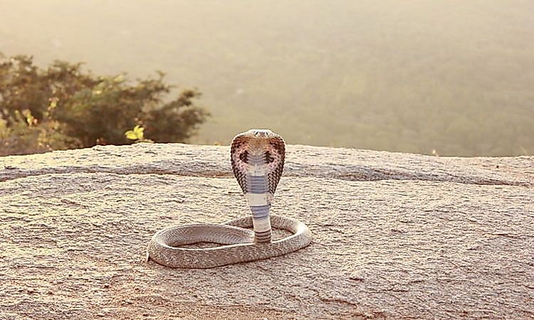 #11 Indian Cobra -