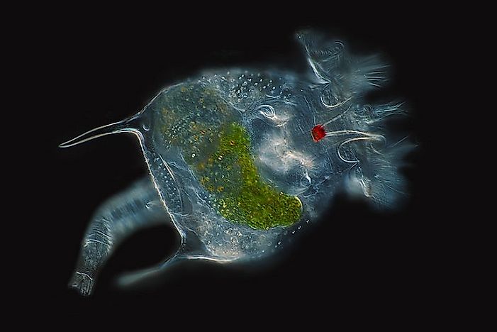 #6 Rotifers