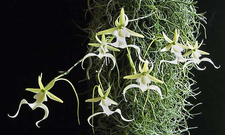 #9 Ghost Orchid -