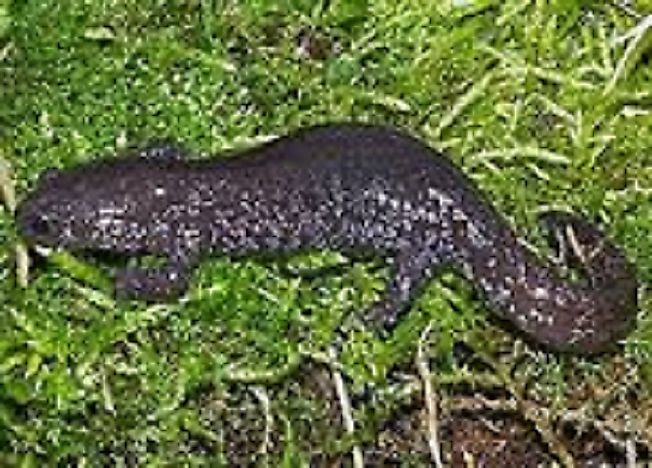 Native Amphibians Of China