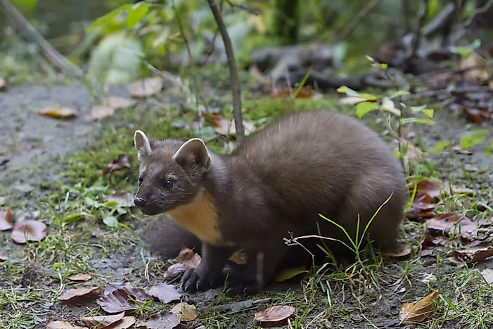 #3 European Pine Marten