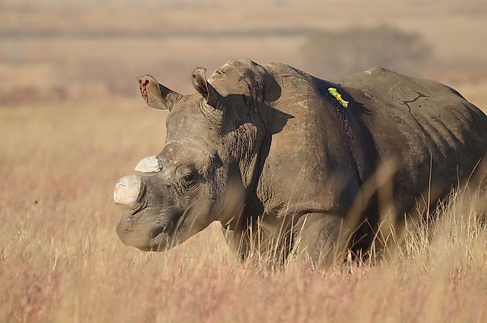 What Is Poaching?