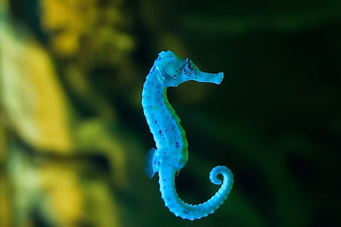 Image result for Seahorse