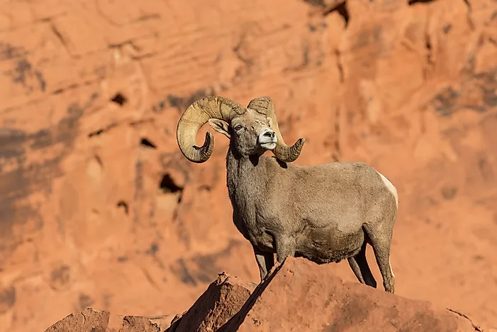 #8 Desert Bighorn Sheep