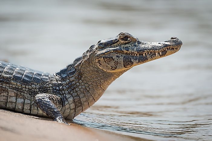 Native Reptiles Of Bolivia