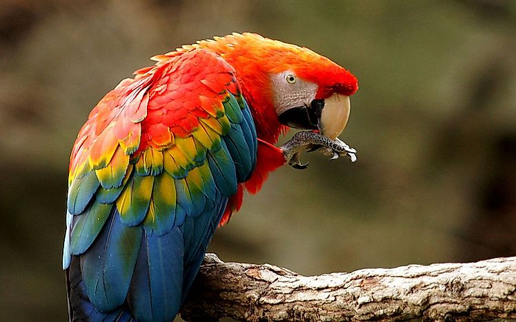 #9 Scarlet Macaw