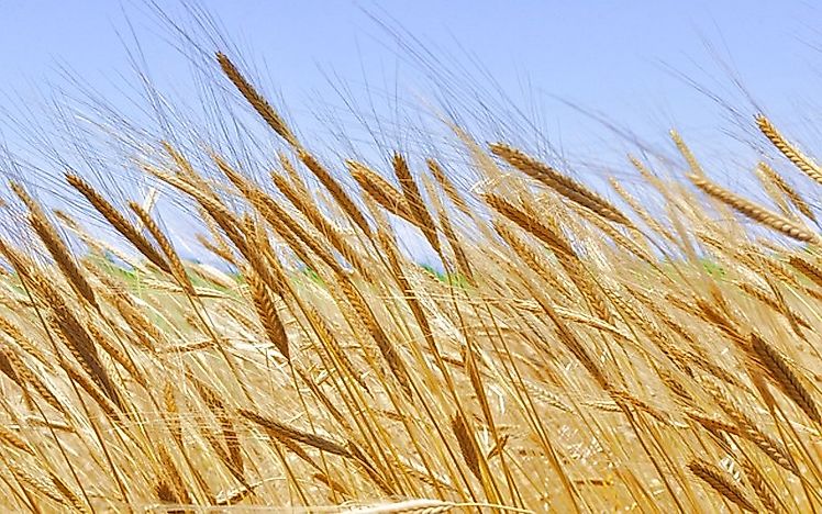 #2 Einkorn wheat