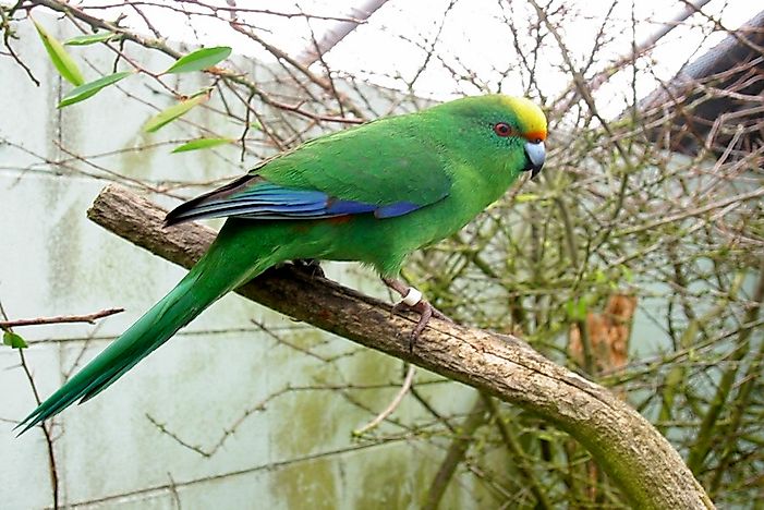 #6 Malherbe’s Parakeet