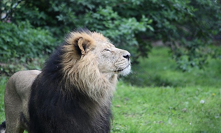 #3 Asian Lion -