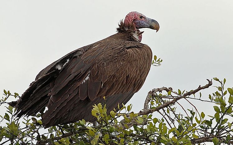 #12 Lappet-faced vulture
