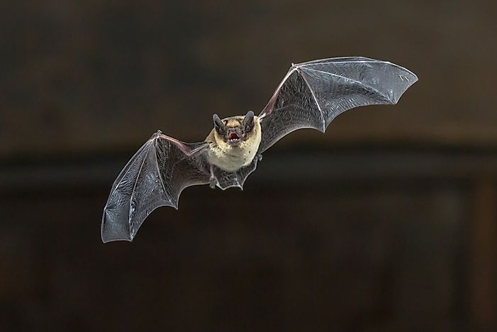Which Animals Can Echolocate?