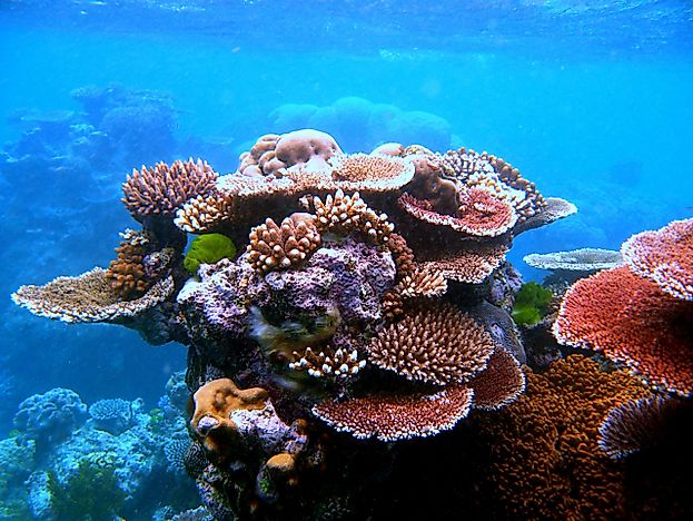 What Are Corals And Why Are They Important?