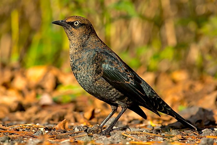 What Kind of Birds Are Found in Canada?