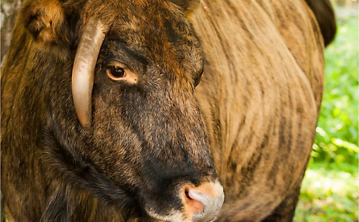 Zubron - hybrid of domestic cattle and european bison. Zubron - hybrid of domestic cattle and european bison.
