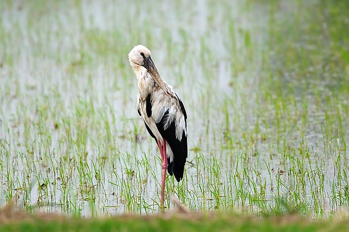 #5 Oriental Stork