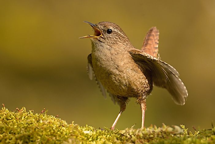 Which Animals Eat Spiders?