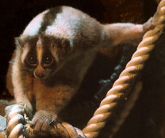 #4 Javan Slow Loris