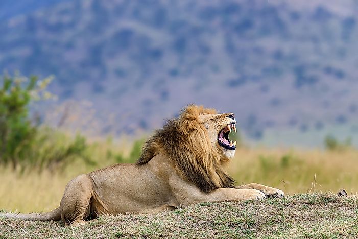 #10 Lion - 114 decibels