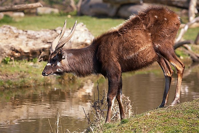 Sitatunga Facts - Animals of Africa