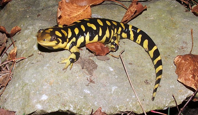 What Is The Kansas State Amphibian?