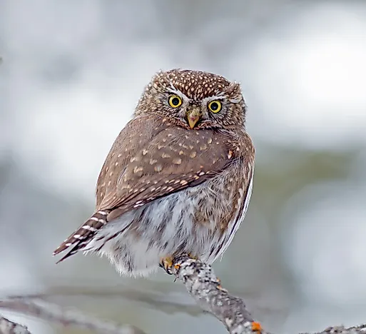 Northern Pygmy Owl Facts: Animals of North America