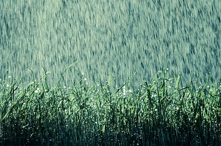 What Causes the Earthy Smell When Rain Falls?