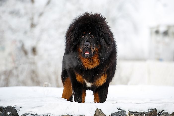 A Tibetan mastiff. A Tibetan mastiff.