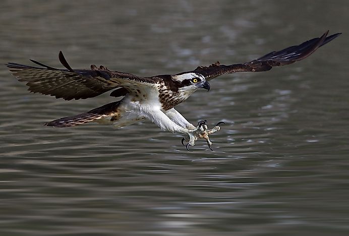 Native Birds Of Saudi Arabia