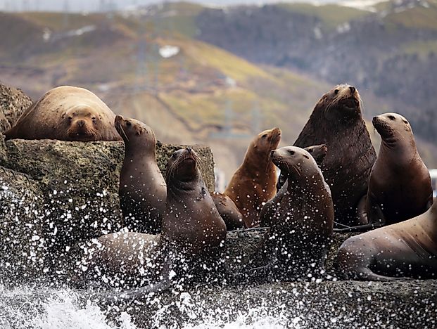 #8 Stellar's Sea Lion
