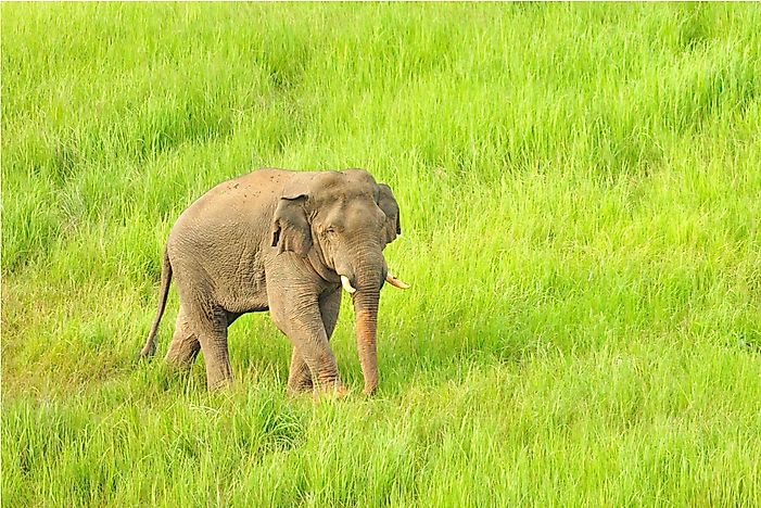 #2 Asian Elephant