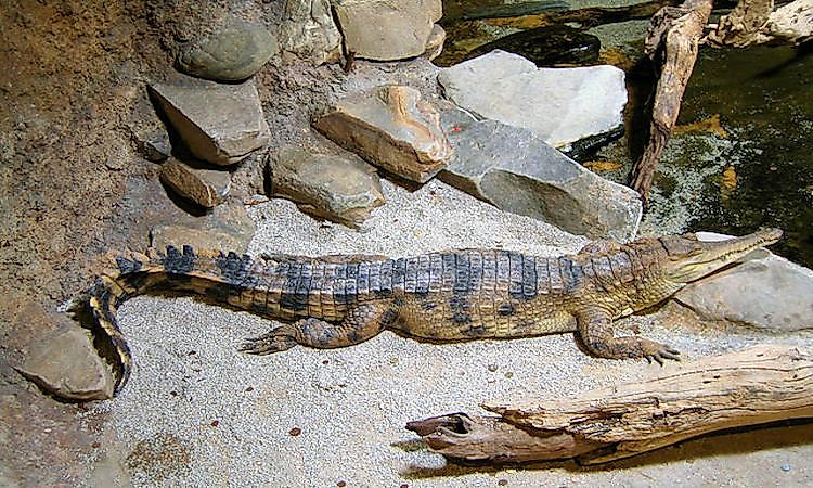 #2 Slender-snouted crocodile -