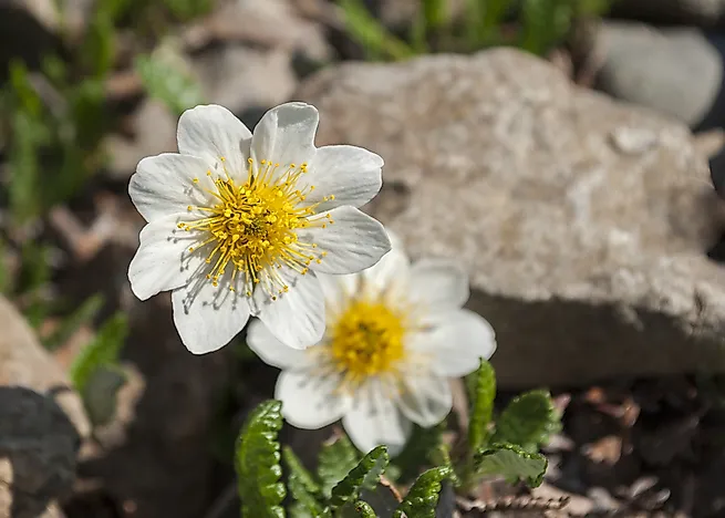 Mountain avens, the flower of the Northwest Territories. Mountain avens, the flower of the Northwest Territories.
