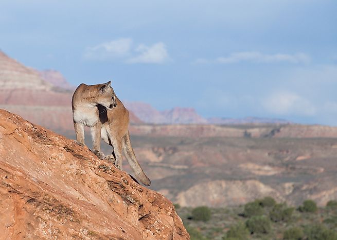 #4 Mountain lion