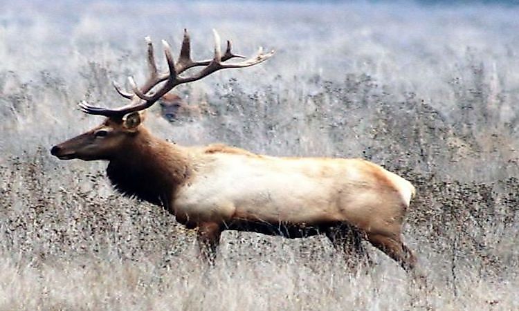 #6 Elk -