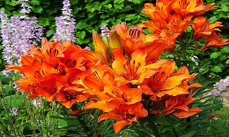#7 Fire Lily -