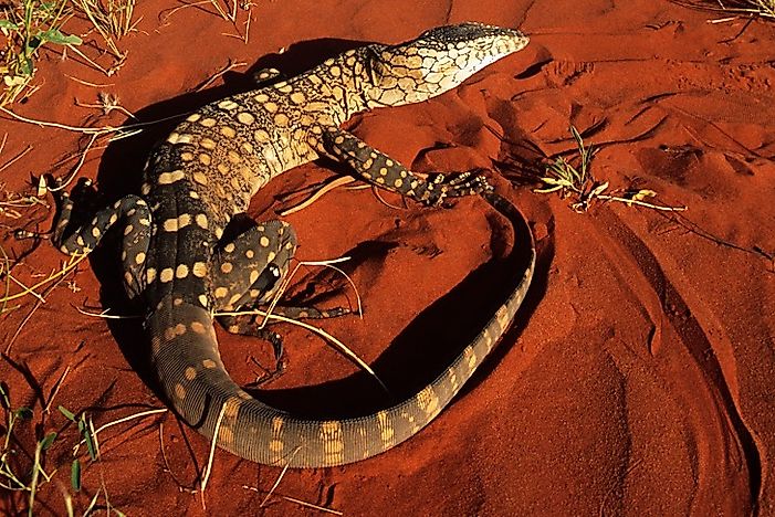#6 Sand Goanna