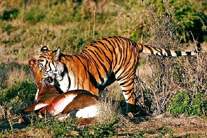 #1 South China Tiger