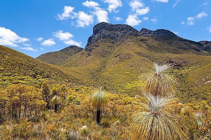 Kwongan shrubland ecoregion in Stirling Range National Park, Western Australia.