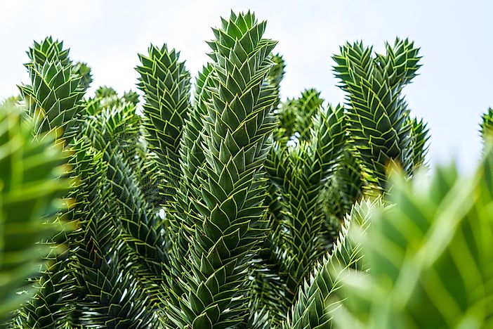#3 Chilean pine
