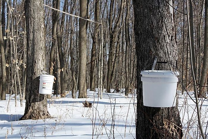 Canadian Provinces By The Number Of Maple Syrup Farms