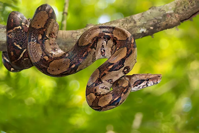 Native Reptiles Of Argentina