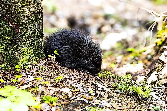 #3 Porcupine