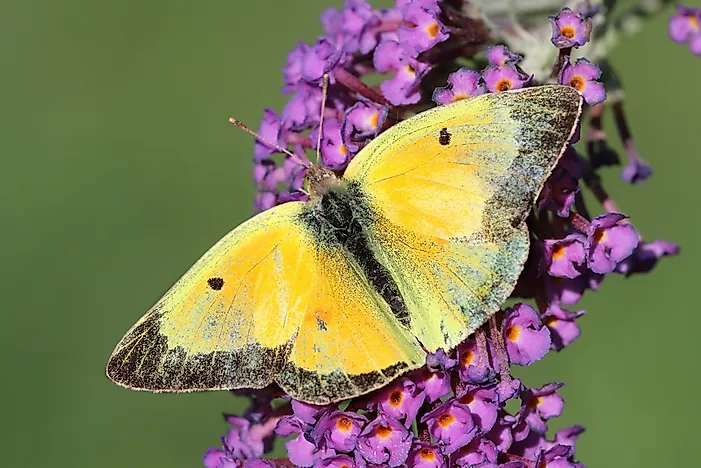 #14 Clouded Sulphur