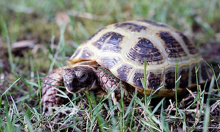 Afghanistan's Native Reptiles