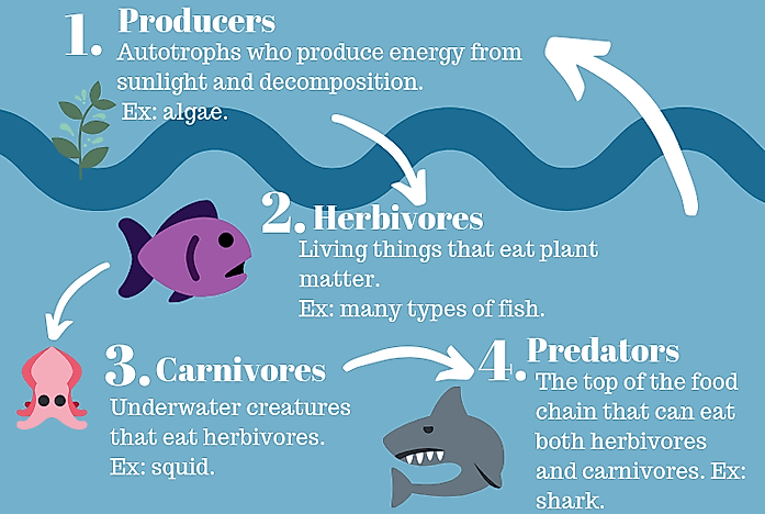 What is the Marine Food Chain? - WorldAtlas.com diagram of the food chain 