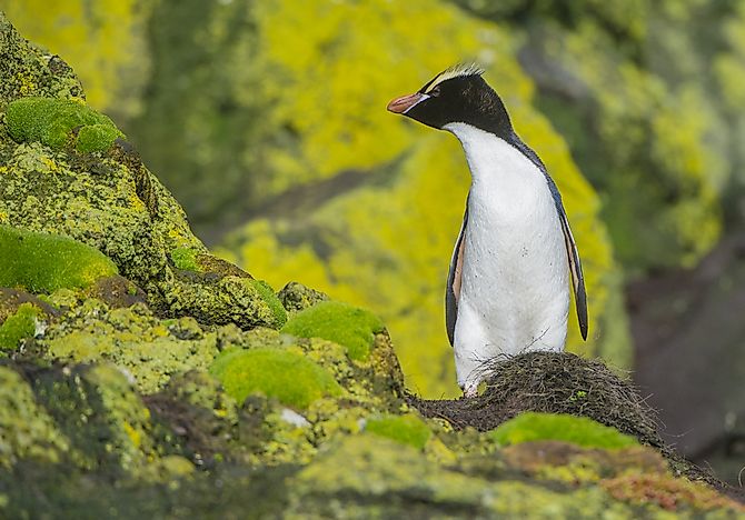 #4 Erect-crested Penguin